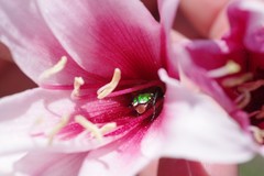 Crinum campanulatum