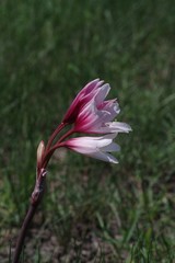 Crinum campanulatum