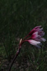 Crinum campanulatum