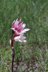 Crinum campanulatum