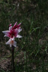 Crinum campanulatum