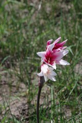 Crinum campanulatum