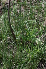Crinum campanulatum