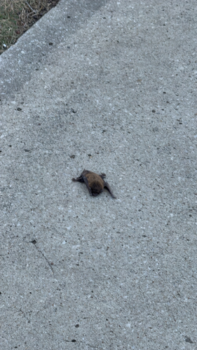 Evening Bat observed by samowensphoto