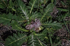 Platycarpha glomerata