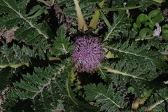 Platycarpha glomerata