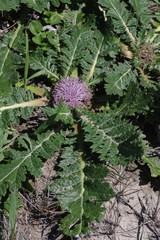 Platycarpha glomerata