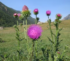 Carduus nutans leiophyllus