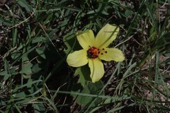 Hibiscus aethiopicus