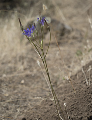 Brodiaea elegans elegans