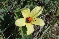 Hibiscus aethiopicus