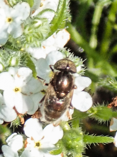 Unknown species found near Del Mar Heights, San Diego, CA 92014, USA