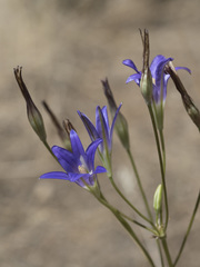 Brodiaea elegans elegans