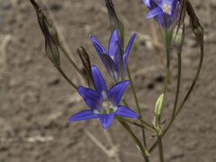 Brodiaea elegans elegans
