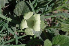 Thunbergia capensis