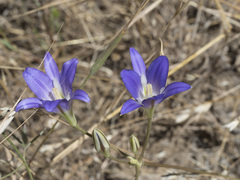 Brodiaea elegans elegans