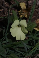 Thunbergia capensis