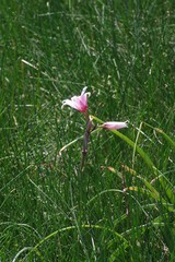 Crinum campanulatum