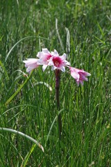 Crinum campanulatum