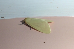 Pareuchaetes pseudoinsulata