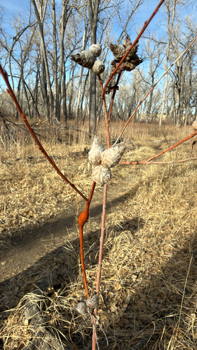 Unknown species found near South Connector Trail, Aurora, CO, US