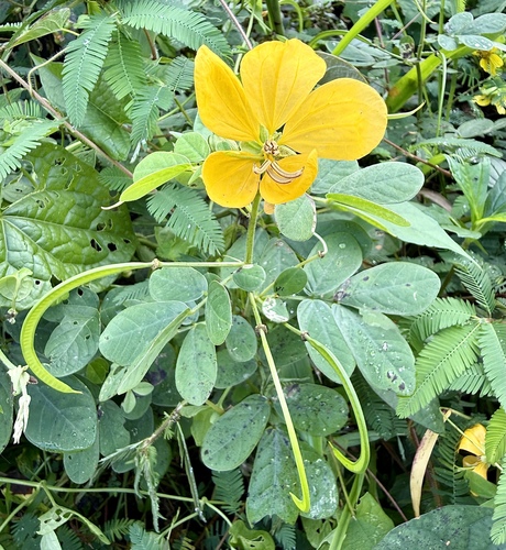Senna bicapsularis