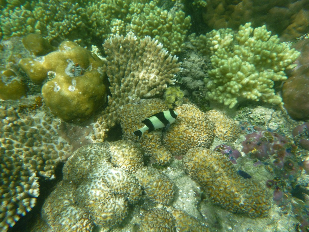 Blacktail Damselfish
