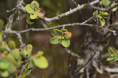 Melaleuca elliptica, photograph 1
