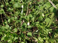 Salpichroa origanifolia