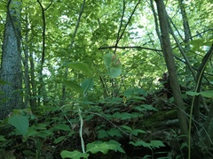 Lonicera dioica