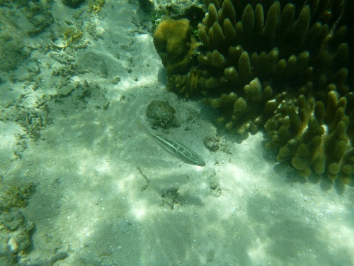 Scolopsis lineata