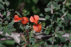 Indigofera sessilifolia