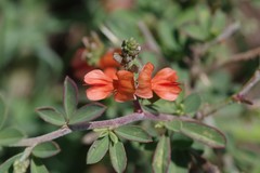 Indigofera sessilifolia