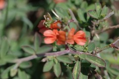 Indigofera sessilifolia