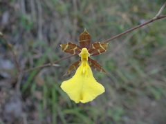 Oncidium graminifolium