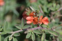 Indigofera sessilifolia