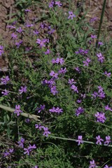 Jamesbrittenia microphylla
