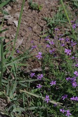 Jamesbrittenia microphylla
