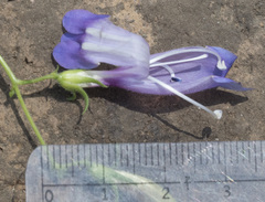 Penstemon laetus leptosepalus