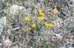 Physaria arctica
