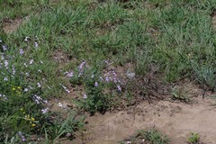 Jamesbrittenia microphylla