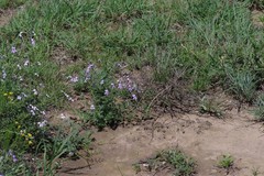 Jamesbrittenia microphylla