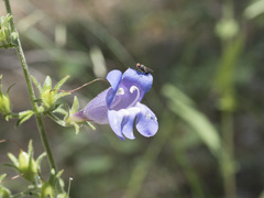 Penstemon laetus leptosepalus