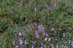 Jamesbrittenia microphylla