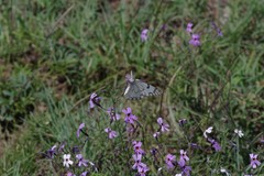 Jamesbrittenia microphylla