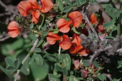 Indigofera sessilifolia