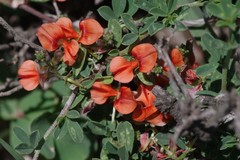 Indigofera sessilifolia