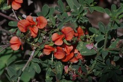 Indigofera sessilifolia