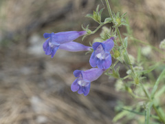 Penstemon laetus leptosepalus