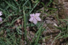 Dianthus thunbergii